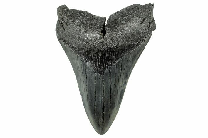 Serrated, Fossil Megalodon Tooth - South Carolina #321256